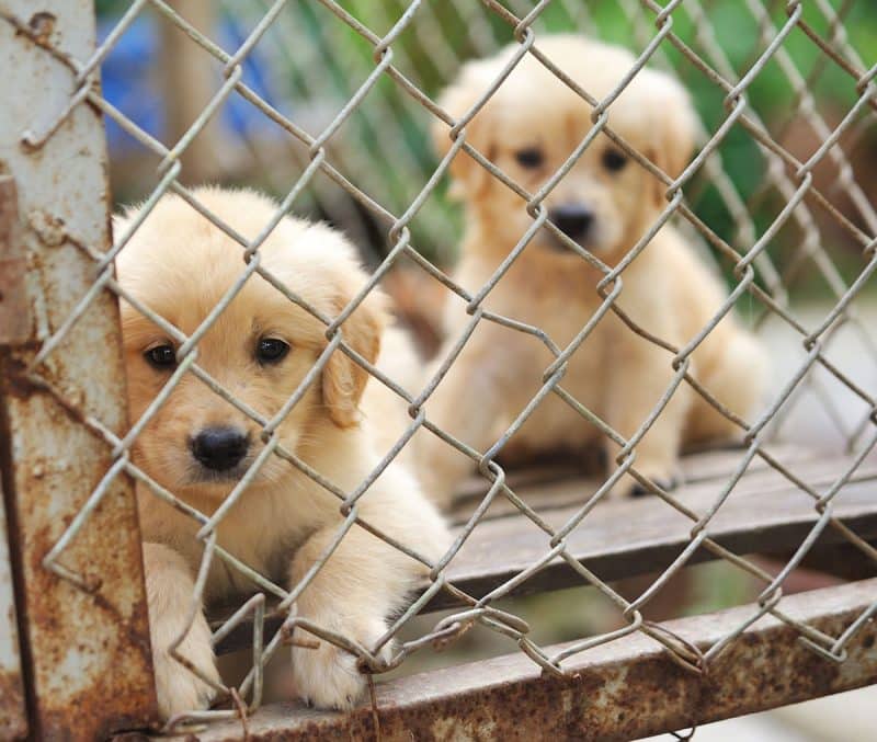 uso inadecuado de las jaulas para perros