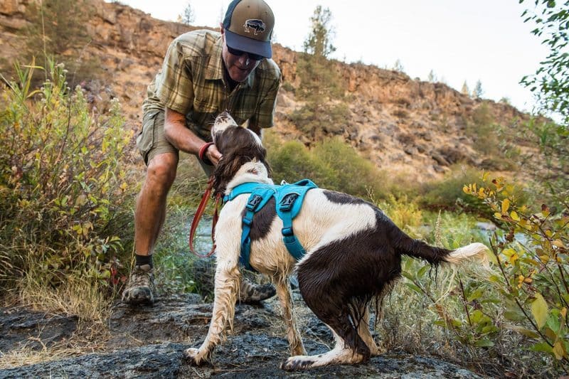 ventaja de los arnés para perros