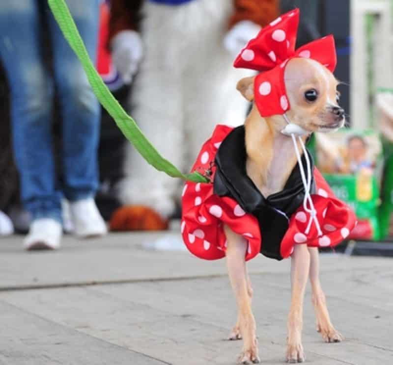 vestidos de lunares para todas las ocasiones para perros