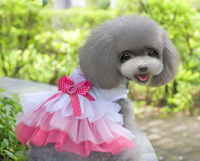 vestidos para fiesta de verano para perros