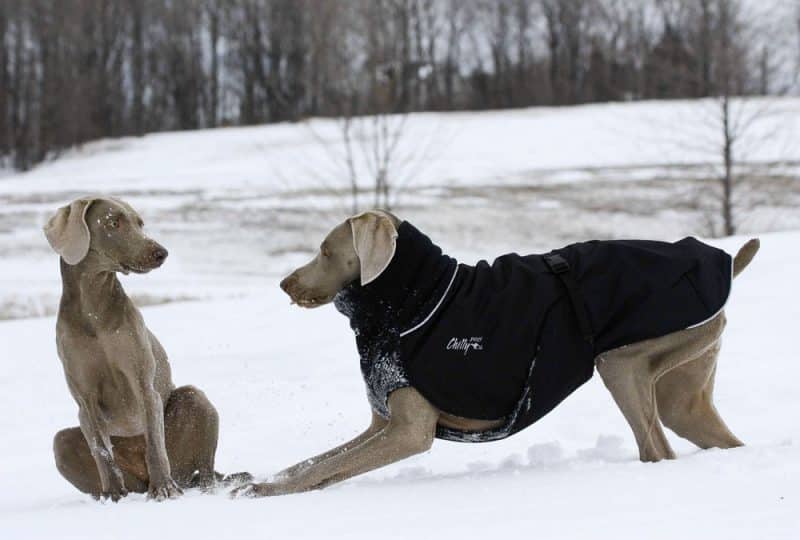 mejores abrigos para perros