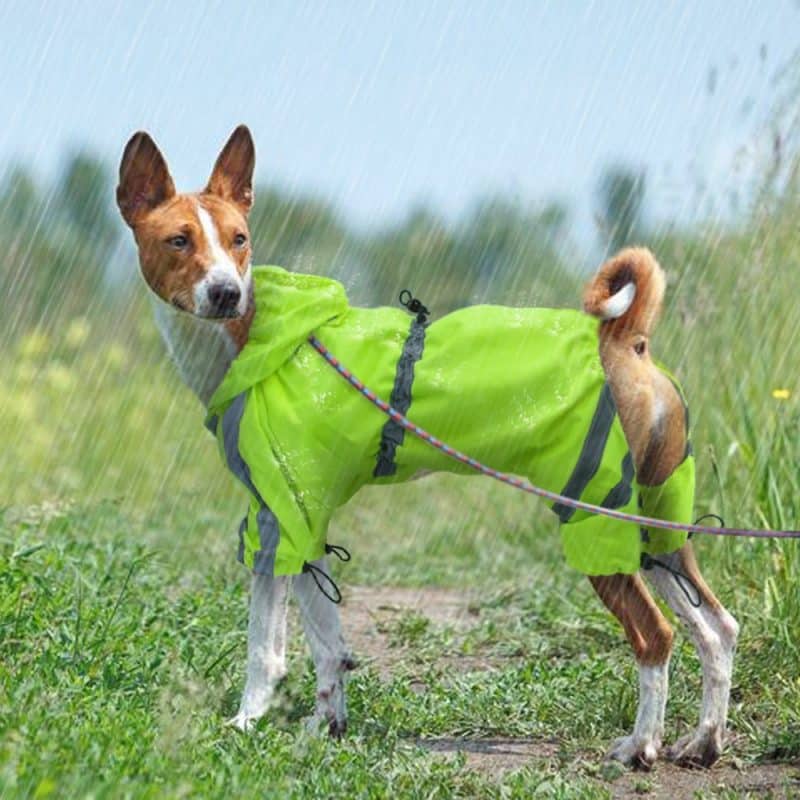 para que se usan los abrigos para perros