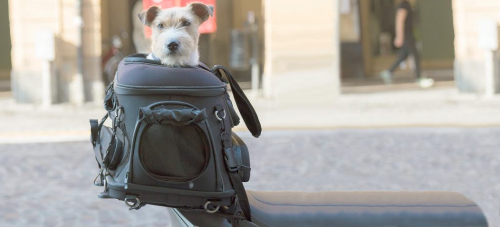 mejores transportines para llevar perros en moto